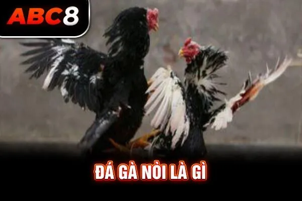 Đá gà nòi là gì Đá gà nòi là gì