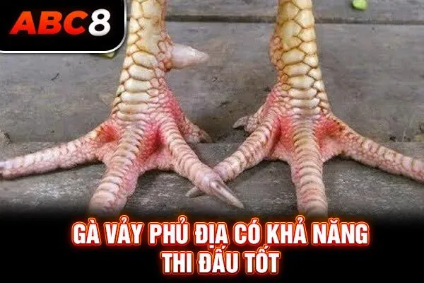 Gà vảy phủ địa có khả năng thi đấu tốt Gà vảy phủ địa có khả năng thi đấu tốt