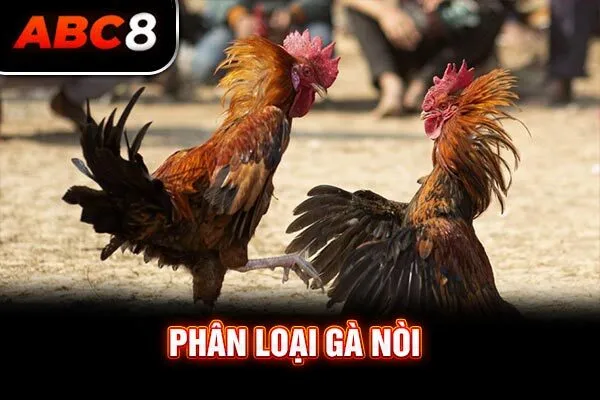 Phân loại gà nòi Phân loại gà nòi