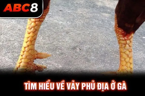 Tìm hiểu về vảy phủ địa ở gà Tìm hiểu về vảy phủ địa ở gà